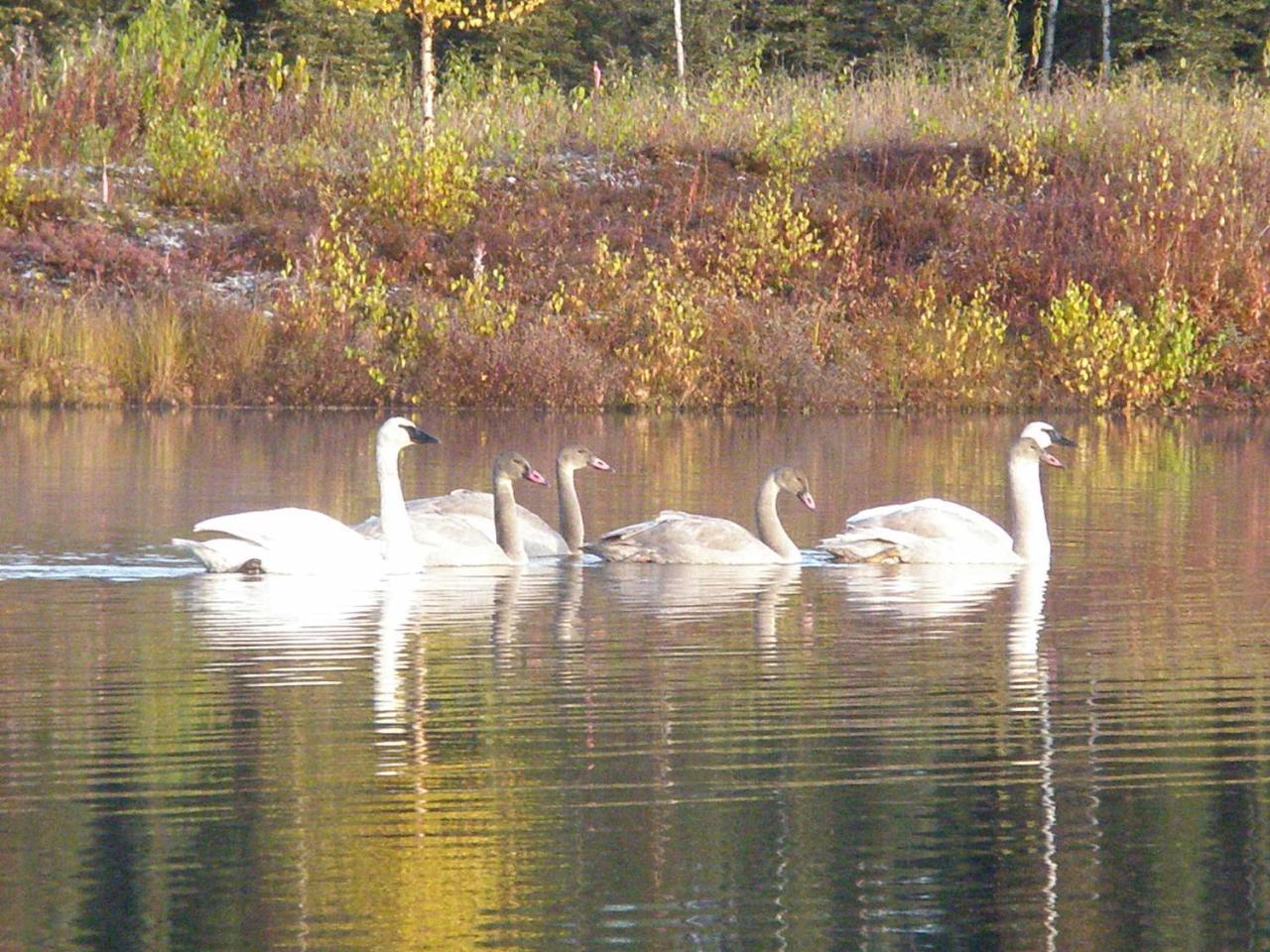 Talkeetna Lakeside Cabins Denali Exteriör bild